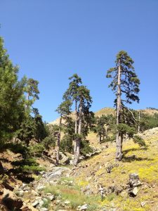 Aladağ Yaylaları (Ağçakise, Başpınar, Bici ve Kosurga) – Adana Gezilecek Yerler