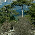 Pozantı-Armutoğlu Yaylası
