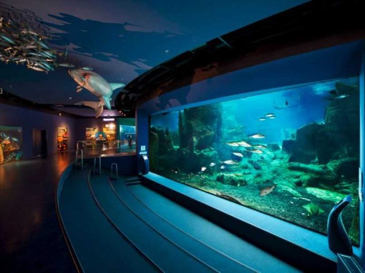 İstanbul Akvaryum: Karadeniz’den Pasifik’e Sualtı Yolculuğu