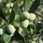 Ayvalik asirlik zeytin agaci