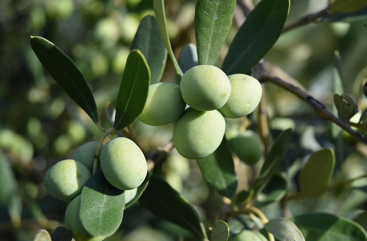 Ayvalik asirlik zeytin agaci