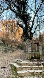 Belgrad Ormanı