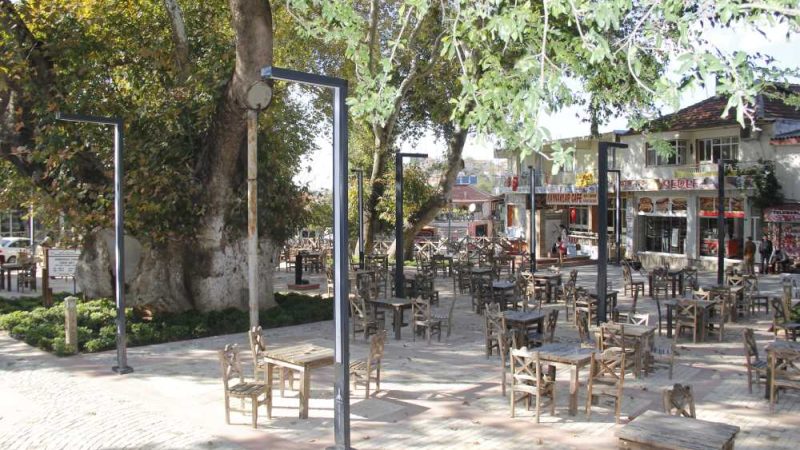 Bin Yıllık Çınarlar: Zamana Direnen Anıt Ağaçlar