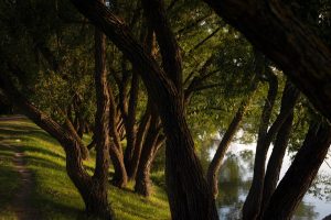 Bingöl DSİ Dinlenme Parkı çay kenarı mesire alanı