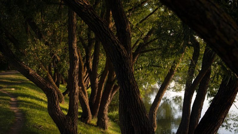 Bingöl DSİ Dinlenme Parkı: çay kenarında piknik keyfi