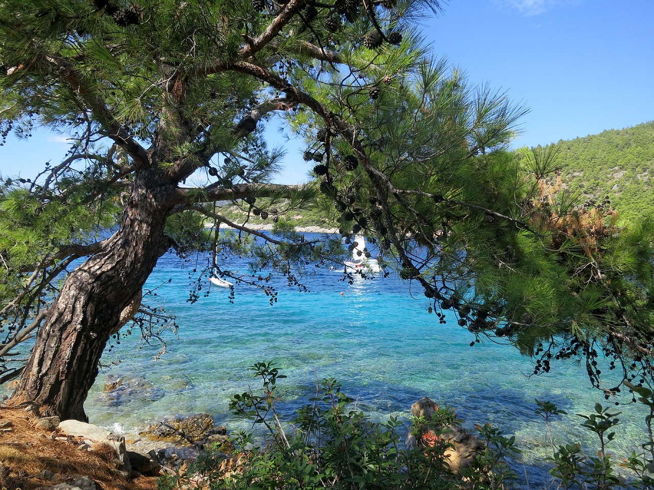 Bodrum koyunda cam agaclari ve turkuaz berrak deniz