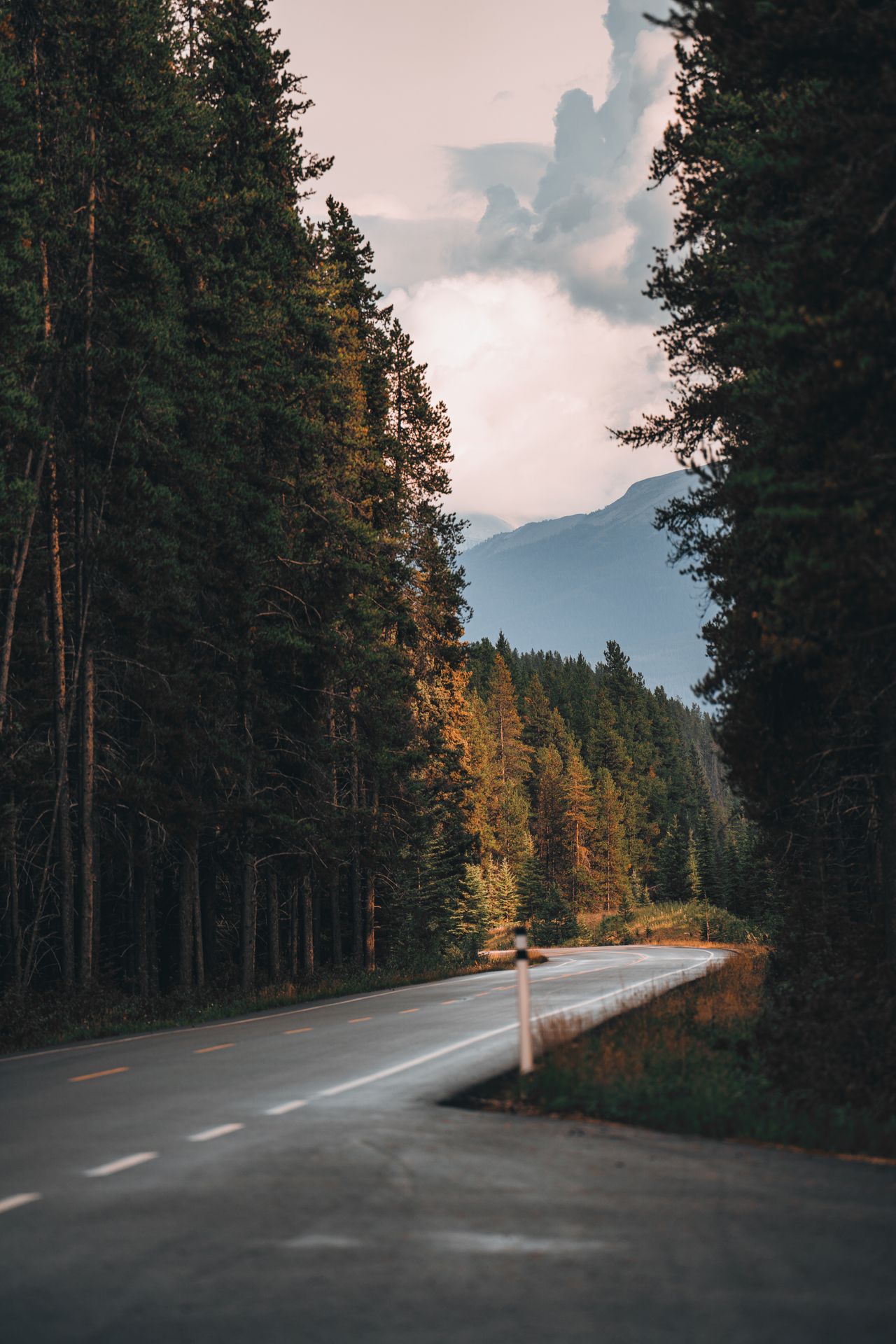 Bolu Dağı ormanlık yamaçlar ve yol