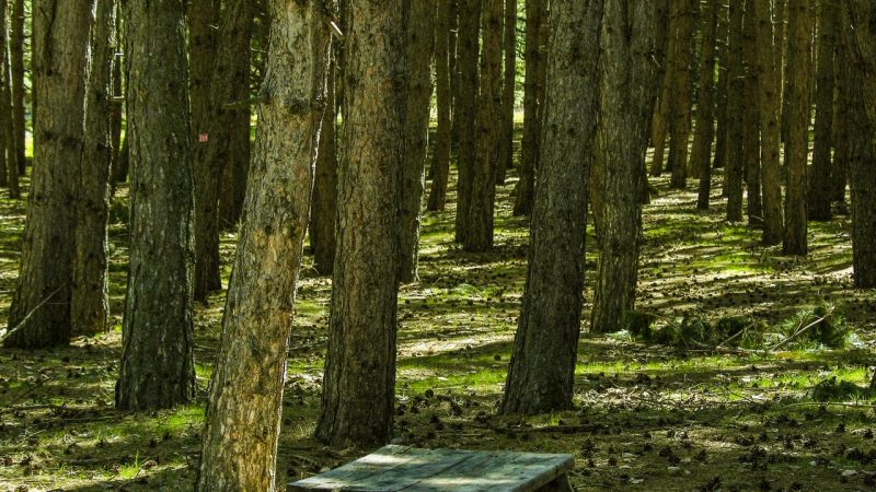 Gerede Esentepe Mesire Alanı: çam kokulu dinlenme noktası