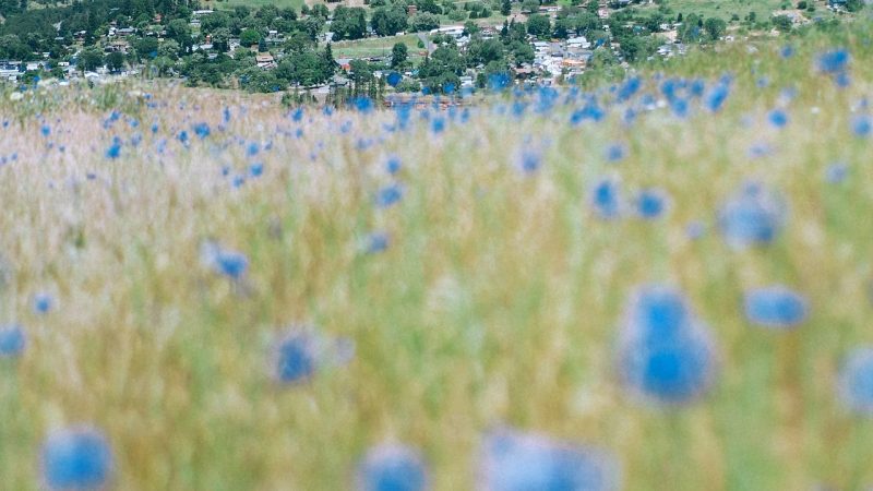 Saraycık Yaylası: huzurun kırsal adresi