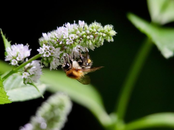 Bombus Arıları Bulmacaları Kendi Başlarına Çözebiliyor