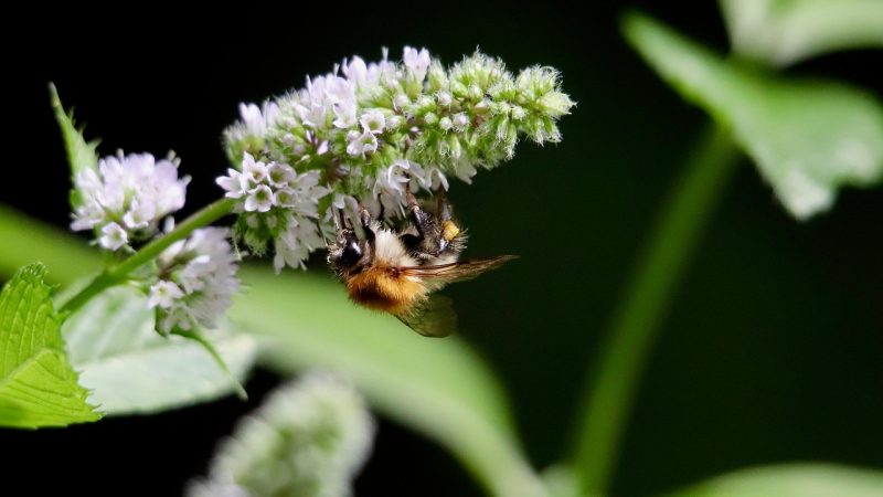 Bombus Arıları Bulmacaları Kendi Başlarına Çözebiliyor