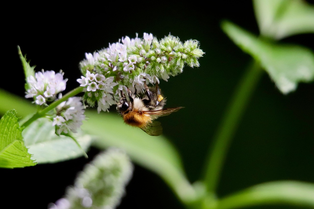 Bombus arısı ve problem çözme yeteneği