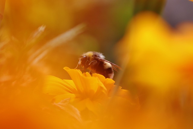 Bombus arısında zeka ve öğrenme