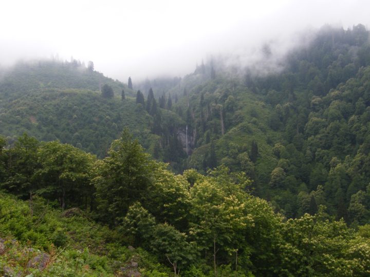 Camili Biyosfer Rezerv Alanı – Artvin Gezilecek Yerler