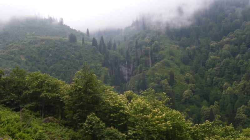 Camili Biyosfer Rezerv Alanı – Artvin Gezilecek Yerler