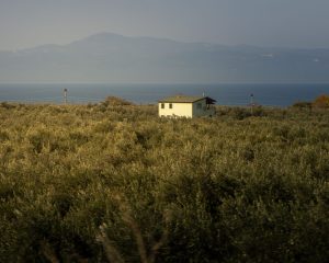 Kazdağı eteklerinde zeytinlik ve deniz