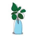 Çin para bitkisi (Pilea) yaprakları