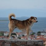 Cunda Adası
