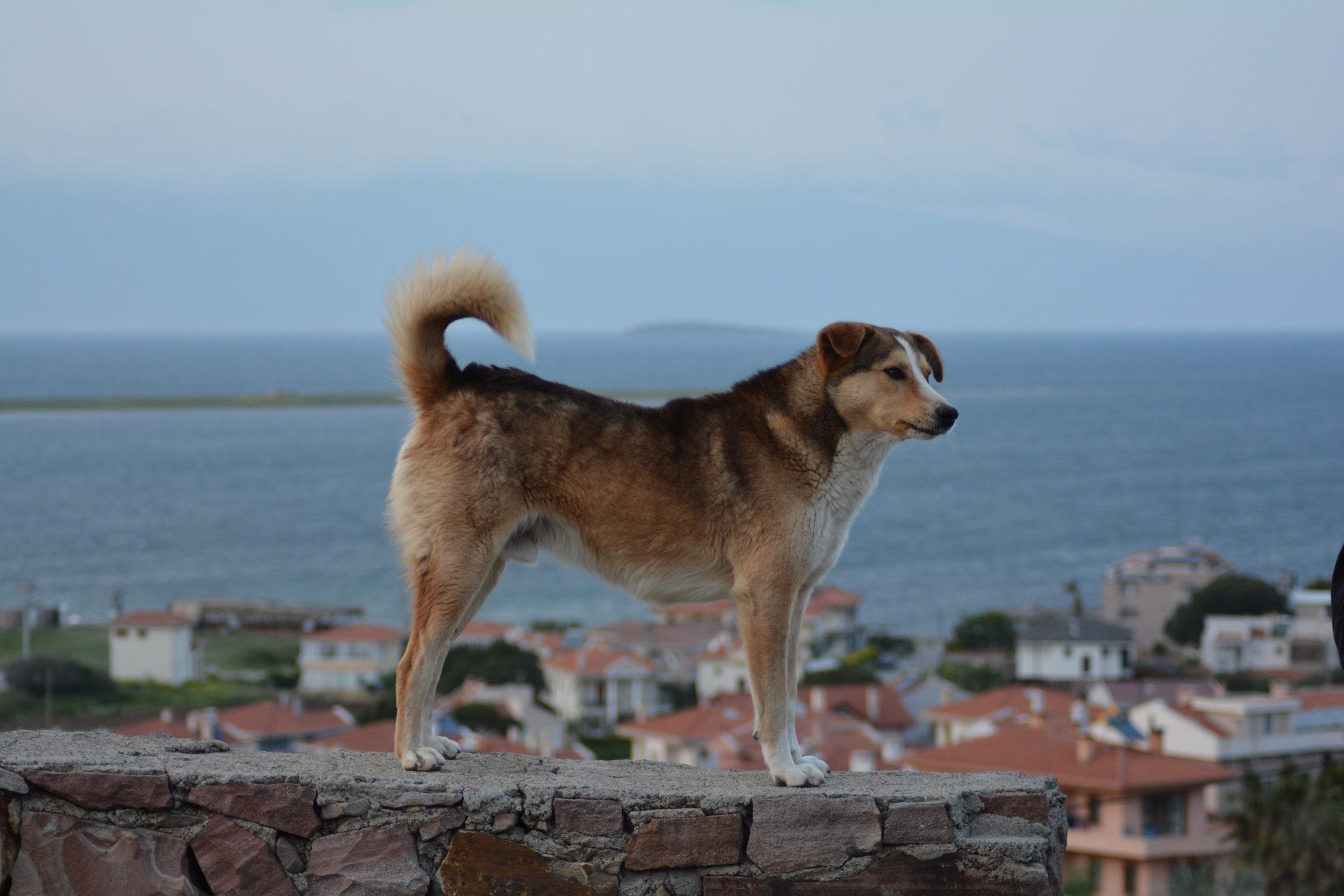 Cunda Adası’nın taş evleri ve sahili