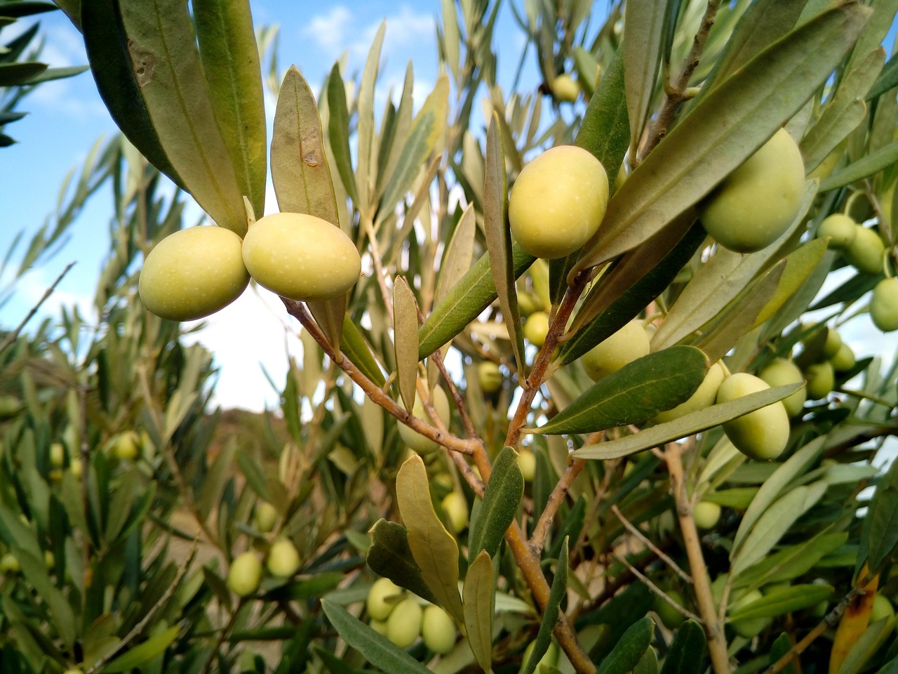 Ege zeytin rotasi pratik bilgiler