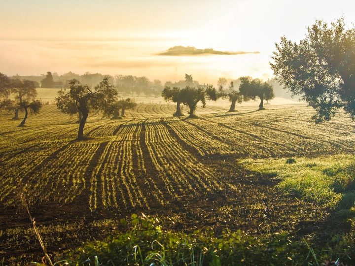 Ege’de Zeytin ve Zeytinyağı Rotası: Gümüş Ağaçların İzinde