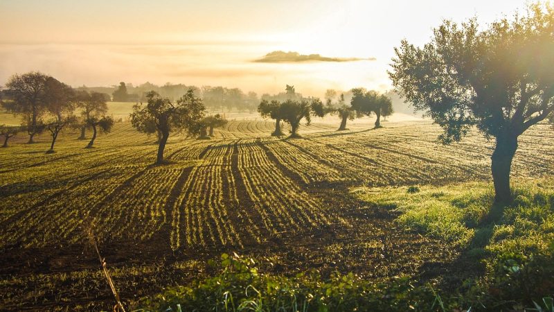 Ege’de Zeytin ve Zeytinyağı Rotası: Gümüş Ağaçların İzinde