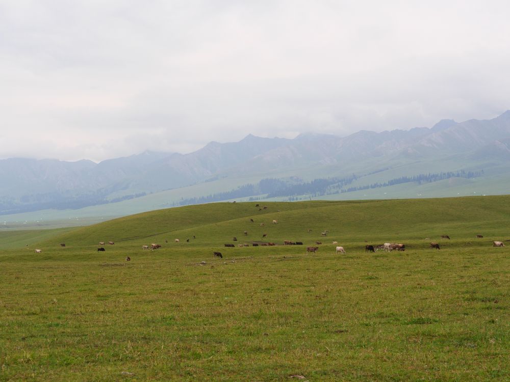 Kocayayla Düzce