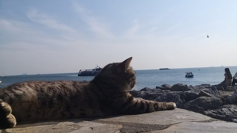 Moda Sahili: Kadıköy’ün Huzurlu Yürüyüş Rotası