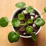 Pilea yaprağı yakın çekim