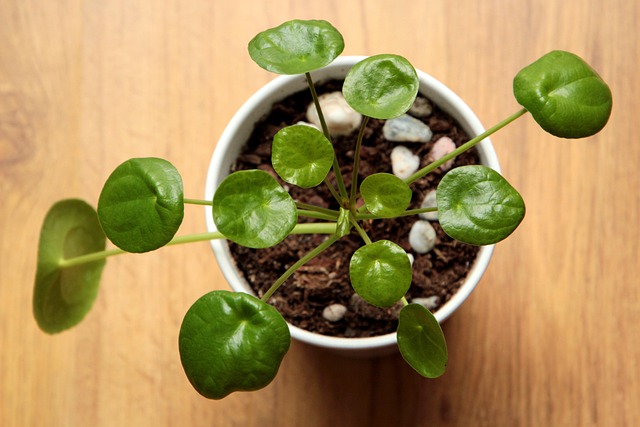Pilea yaprak damarları ve matematiksel desen
