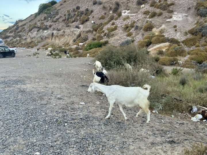 Sarımsaklı Plajı: İncecik Kumu ve Berrak Deniziyle Ayvalık’ın Gözdesi