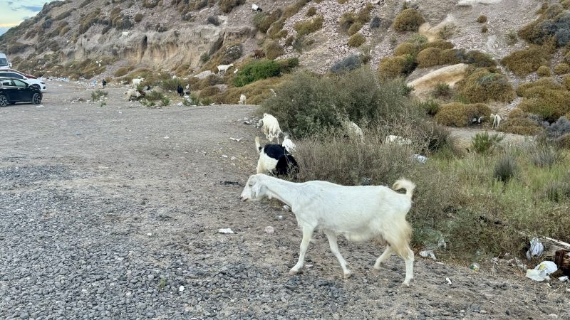 Sarımsaklı Plajı: İncecik Kumu ve Berrak Deniziyle Ayvalık’ın Gözdesi