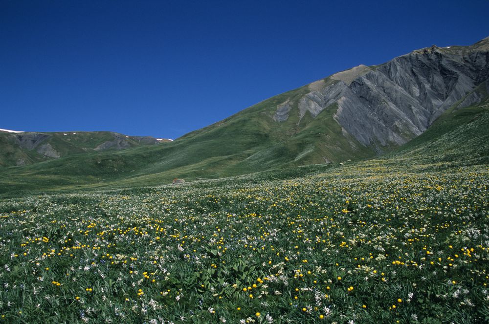 Sınekli Yaylası Düzce