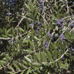 Zeytin hasadi Ege