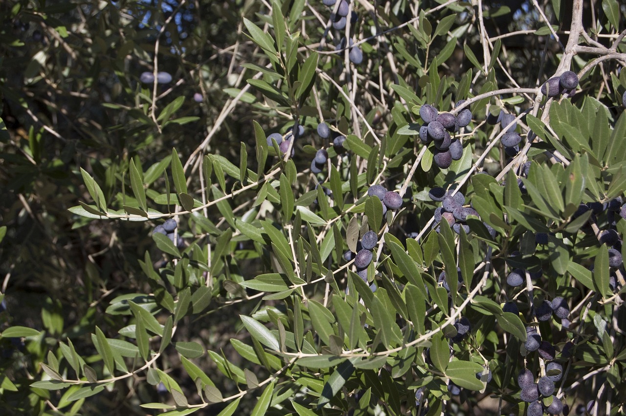 Zeytin hasadi Ege