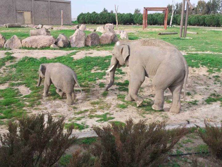 İzmir Doğal Yaşam Parkı: Şehrin İçinde Bir Safari