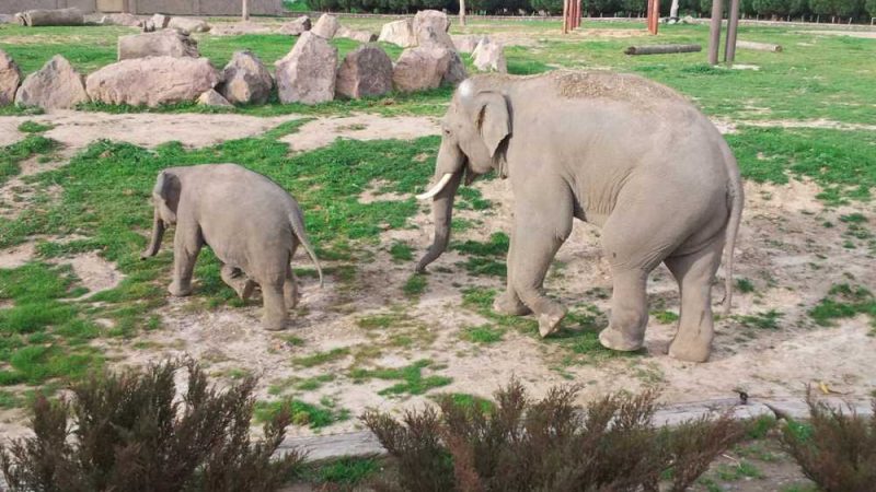 İzmir Doğal Yaşam Parkı: Şehrin İçinde Bir Safari