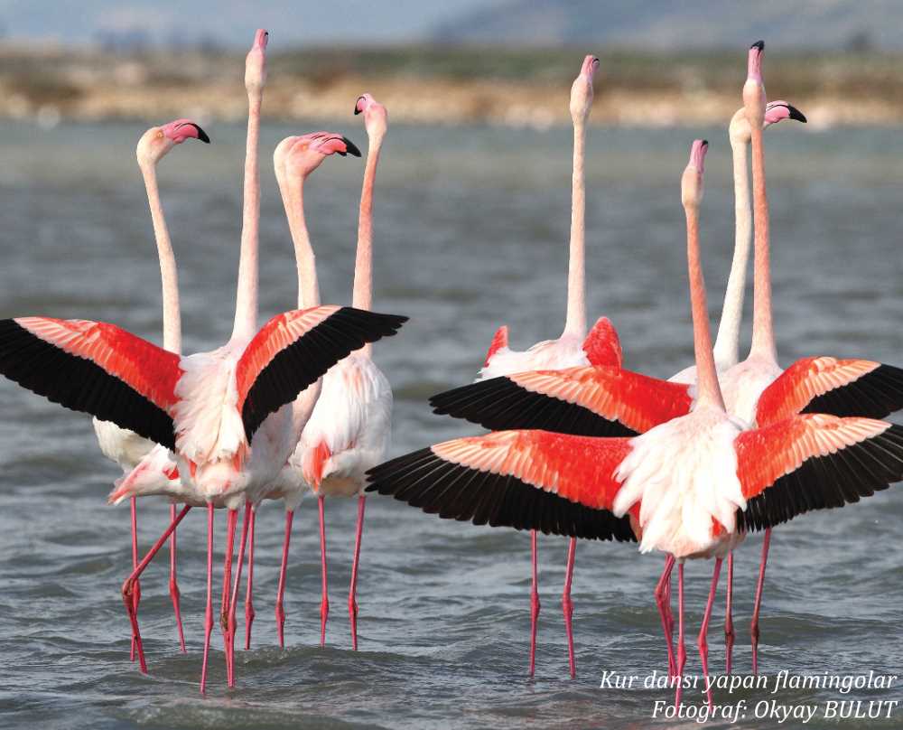 İzmir Kuş Cenneti: Flamingoların Diyarı