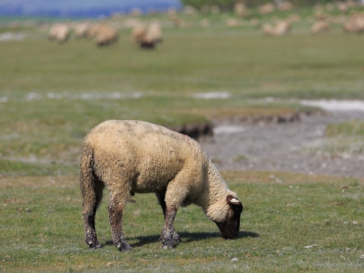 Mont-Saint-Michel: Gelgitin Ortasındaki Ada-Manastır ve Batı’nın Harikası