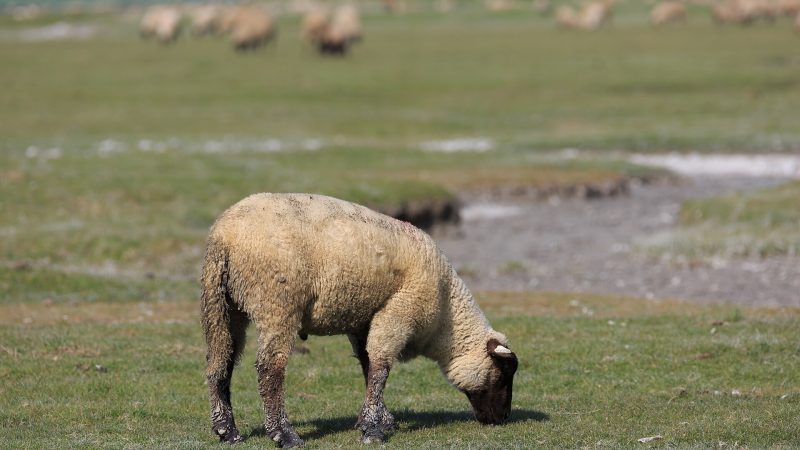 Mont-Saint-Michel: Gelgitin Ortasındaki Ada-Manastır ve Batı’nın Harikası
