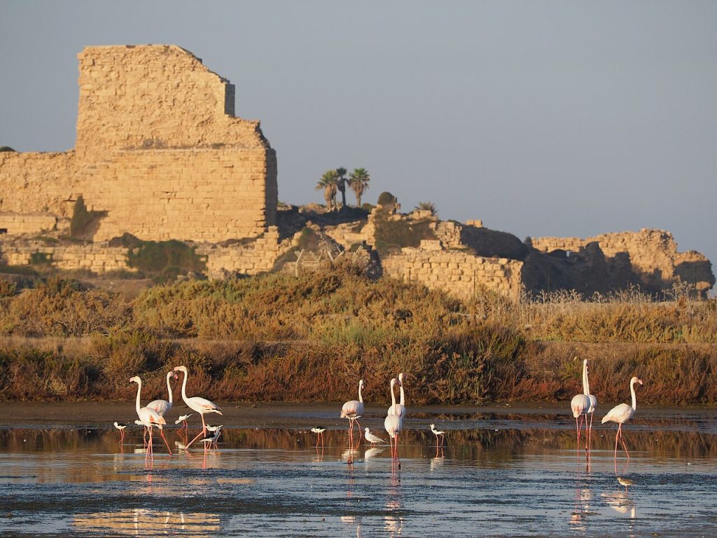 Atlit Kalesi ve flamingo