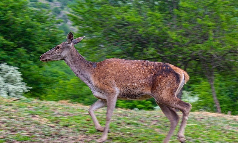 Arasbaran ormanları