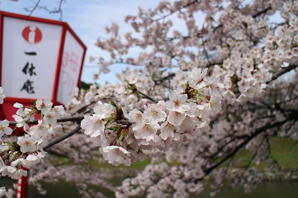 Hikone Kalesi kiraz çiçekleri