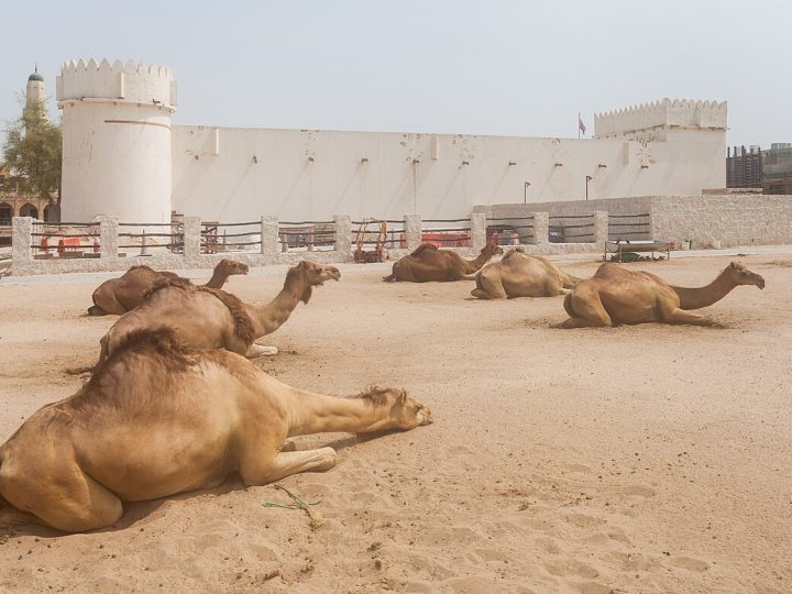 Kut Kalesi: Doha’nın Kalbindeki Beyaz Kale