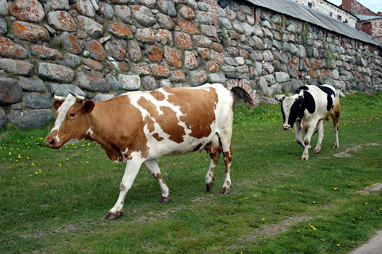 Solovki'de inekler ve manastır duvarı